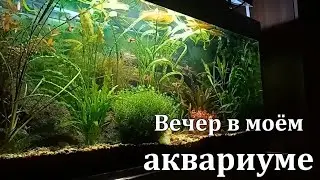 Мой аквариум. Вечер. Акантофтальмусы, креветки амано, неокардины и другие...