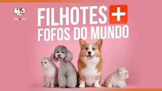 FILHOTES MAIS FOFOS DO MUNDO