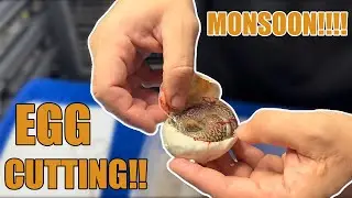 Monsoon Egg Cutting!! 
