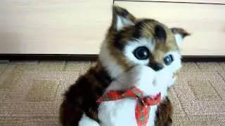 Чумовой кот