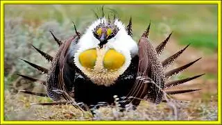 Meet the body-exploding sage grouse!!