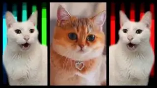 Beat It  - Michael Jackson Cats Version