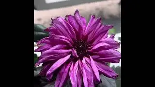 Kitchen plants and flowers - @DK 11052024