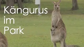 KÄNGURUS IM PARK!