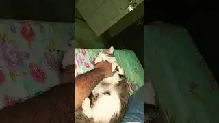 Nahe janay donga #shortvideo #short #youtuve #comedy #funny #cat