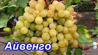 Айвенго 15.09.2020