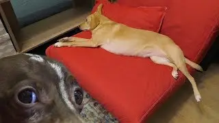 Bad Dachshund: Wake up, Margo!