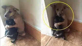 Puppies don't stop cuddling before being put to sleep. But a Miracle happened!