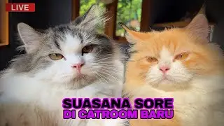 SORE CERAH DI CATROOM BARU