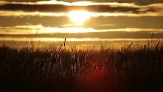 'Dawn' - music by Sam Bourne (noveltone.com)