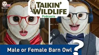 How to tell the sex of a barn owl?