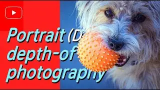 🐕🐾 Dog Portrait in depth of field photography 🐾🐾🐕