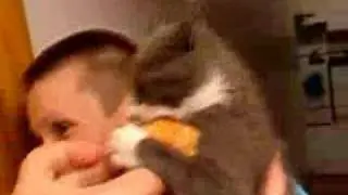 hungry kitty