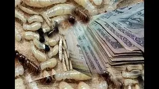 WATCH: Nigeria in trouble as TERMITES eat UP N17.128billion