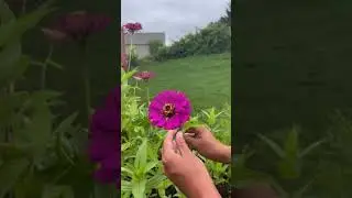 #gardening #cutflowers #cutflowergarden #flowergarden #garden #flowers #zinnias