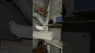 Erzurum kumrusu pala recep