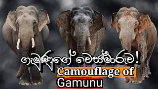 Top1 | Camouflage of Tusker Gamunu |Yala safari kamesh