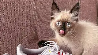 Смешной котенок взорвал Тик ток Невская маскарадная #невскаямаскарадная #тикток #tiktok