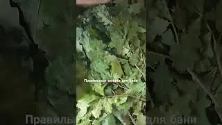 правильные веники для бани