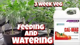 FEEDING AND WATERING MY CANNABIS PLANTS