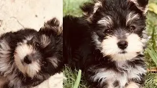 MORKIE PUP | MILO BEAR | PUPPY’s FIRST DAY HOME!! | VLOG