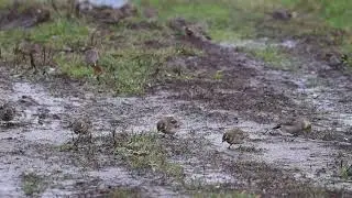 Рогатые жаворонки  Видео Г  А  Борнякова