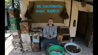 Про бджолине життя і як наловить бездомних бджіл.