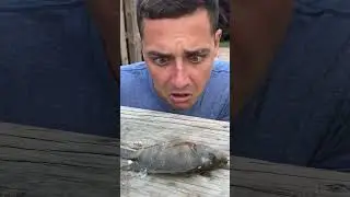 MY TURTLE IS HUNGRY