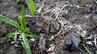 Вот что принесло из Казахстана по реке Ишим