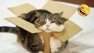 These CATS are too FUNNY! 🤣 | New Cat Videos 2026 Pop Cat Laugh