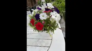 Petunia blooms from spring into the late fall. Follow these steps for flowers that keep coming!