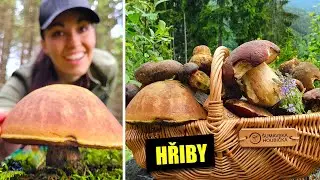 Plný koš OBŘÍCH HŘIBŮ - konečně rostou hřiby! Hřib kovář a hřib borový