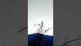 Early morning beautiful sound of birds #soundofbirds #lovebirds #birdslover