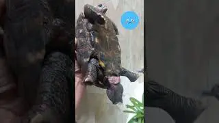 A LUTA PELA VIDA DE UM JABUTI COM O ÓRGÃO SEXUAL EXPOSTO #órgão #short #jabuti