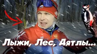 Лыжи, лес, лыжня