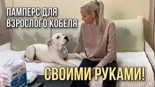How to Make a Dog Diaper for an Adult Staffordshire Bull Terrier | How to Make a Dog Diaper Belt