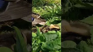 Stockente mit 4 schläfrigen Küken