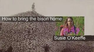 Susie O'Keeffe: How to bring the bison home