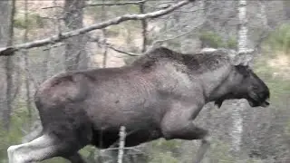 Elgjakt 2014- Okse skutt i los (Moose hunting 2014)