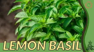LEMON BASIL How to Grow in 1 Minute!! (History, Growing, Nutrition, Companion Planting!)