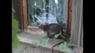 Рябушка и кошка 27.05.2012