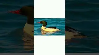 #shorts👍🦆Большой крохаль