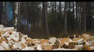 Spring Countryside Ambience 🌿 Woodcutting, Birds & Rural Sounds (3 Hours)
