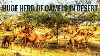 Huge Camel herd crossing desert || Camel voice ||Camels herding
