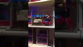 You Can Hear That, Right? Disney California Adventure Spider Bots Are Making a Creepy Clicking!!!