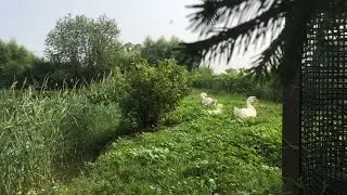 Пруд с утками на участке