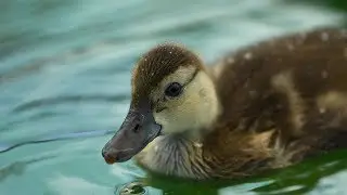 World's Rarest Duck Released into the Wild