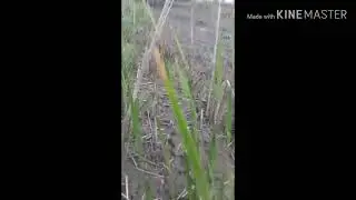 Полюваня на андатр капканами . Охота на андатр с капканами .