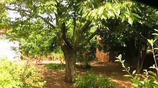 Черешня после снижения кроны.