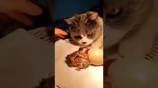 кошка заменила курицу